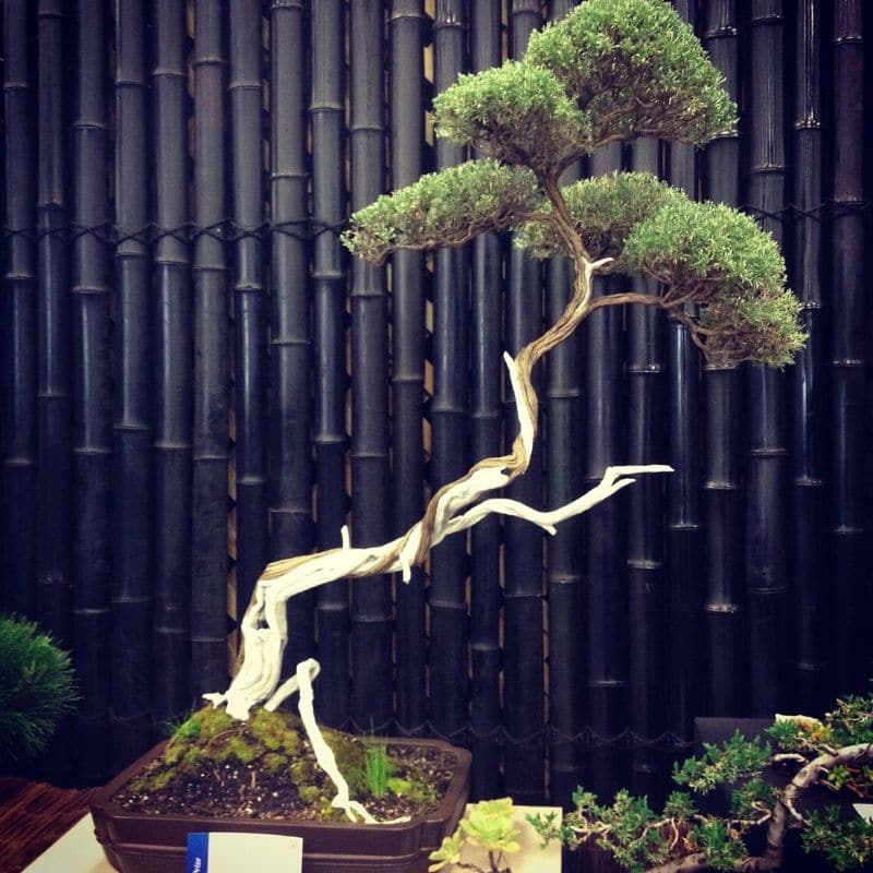 bonsai tree for pruning