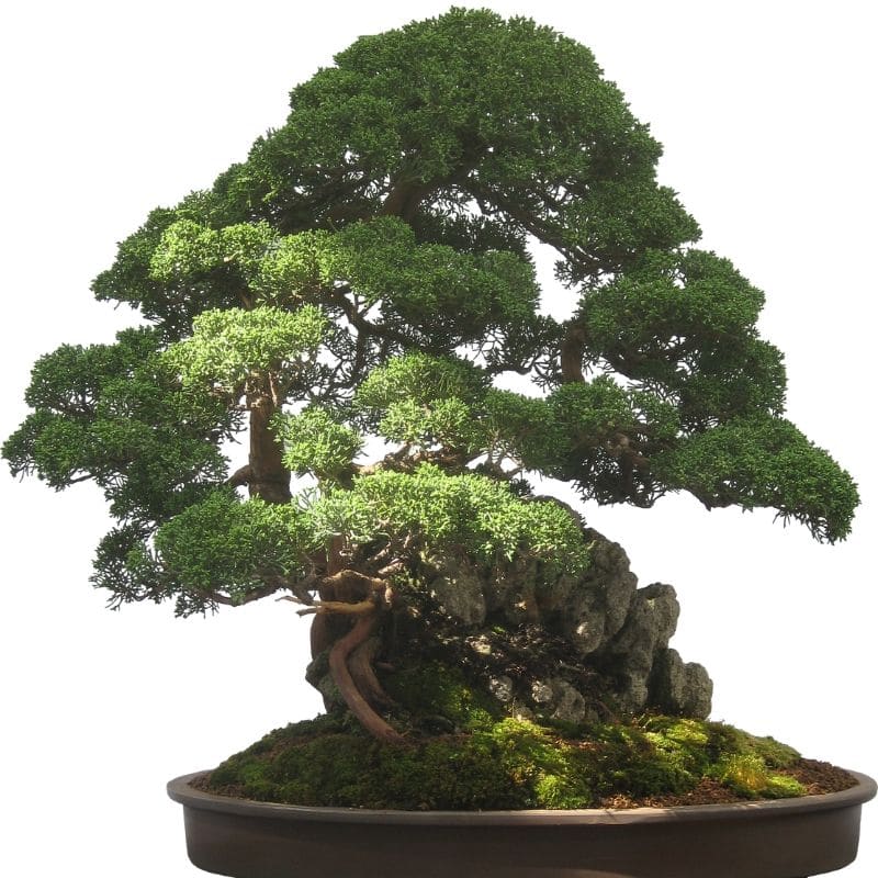 bonsai tree in a pot