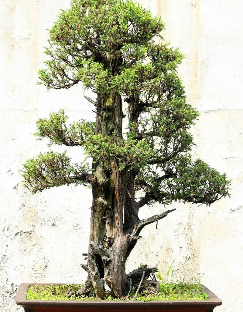 bonsai tree in chokkan style