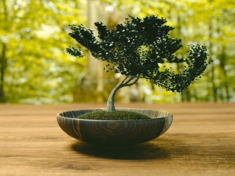 How To Grow and Care for Bonsai Trees A Beginner's Guide