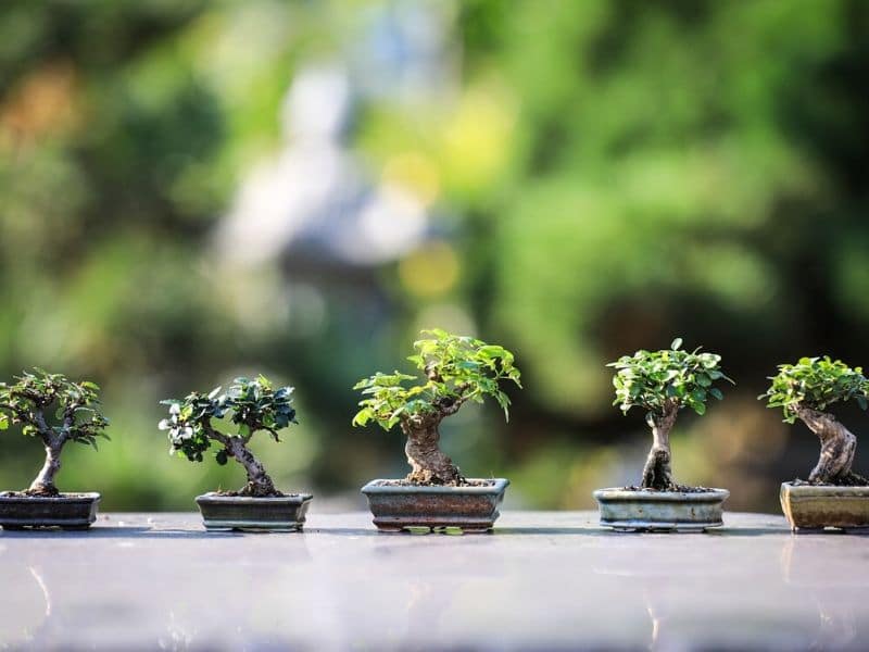 bonsai wood trees