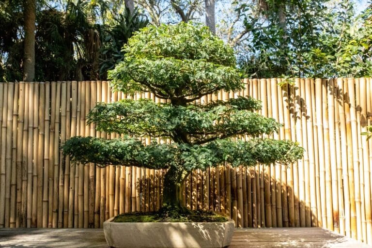 Brazilian Rain Tree Bonsai How To Grow and Care
