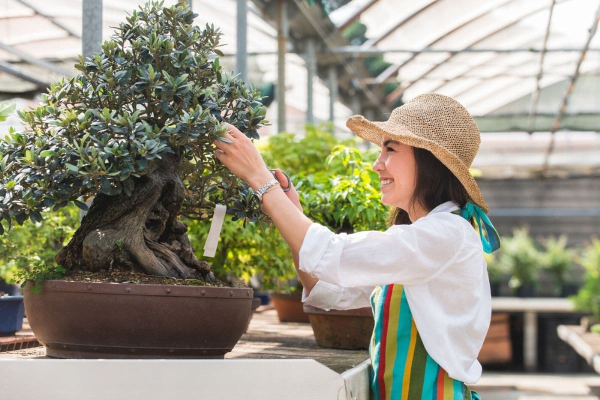 How To Grow and Care for Bonsai Trees A Beginner's Guide   Florgeous
