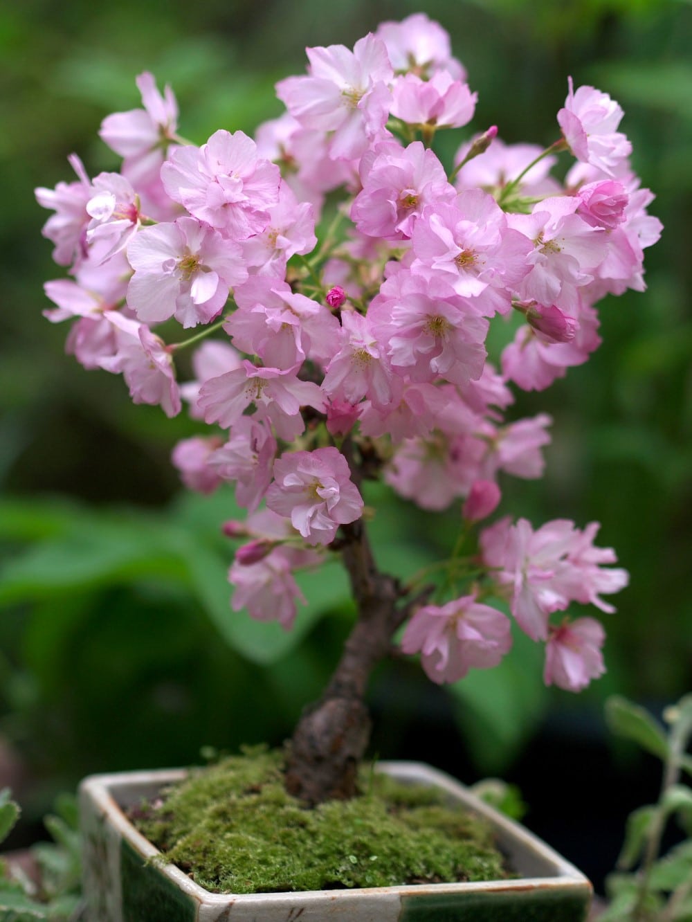 real cherry blossom bonsai