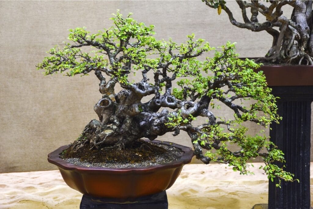 chinese elm bonsai