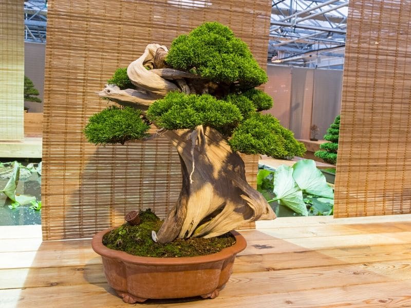 chinese juniper