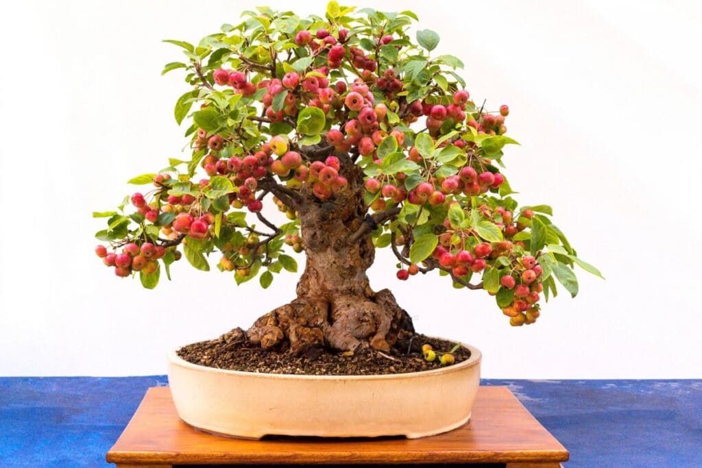 crabapple bonsai