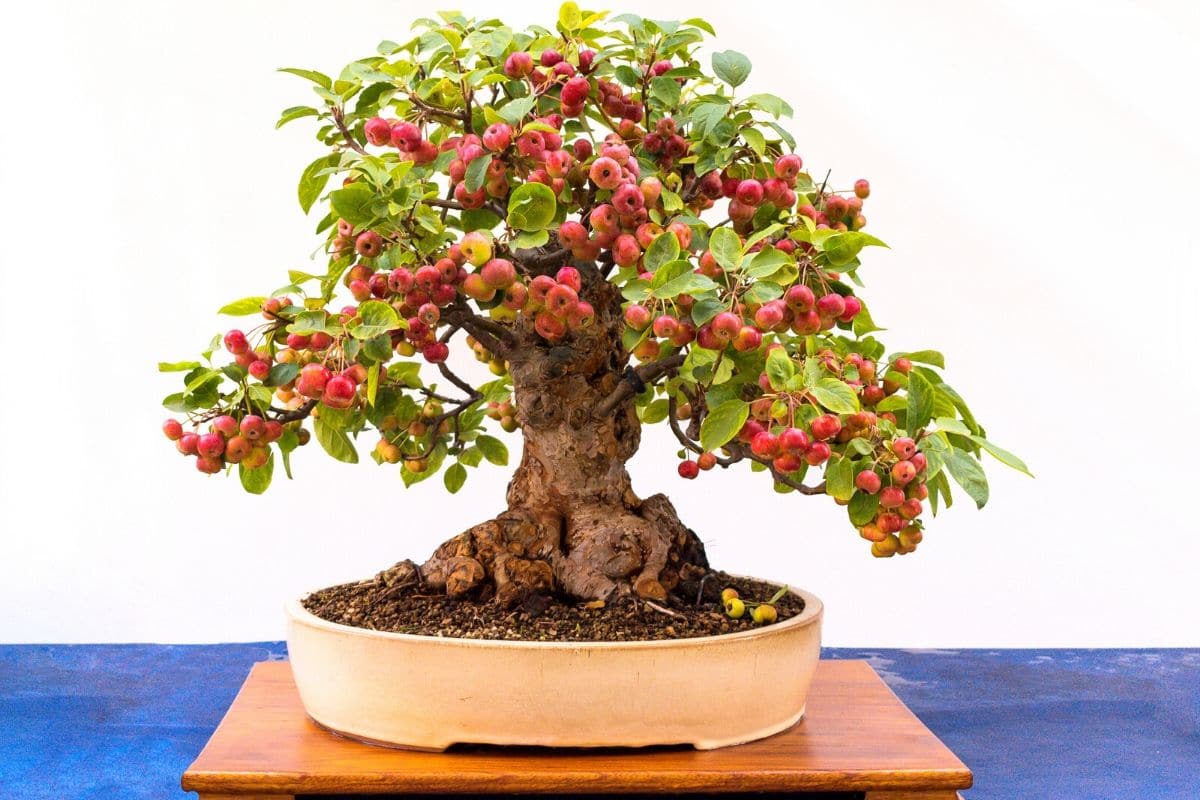 Amazing Crabapple Bonsai Tree of all time Learn more here 