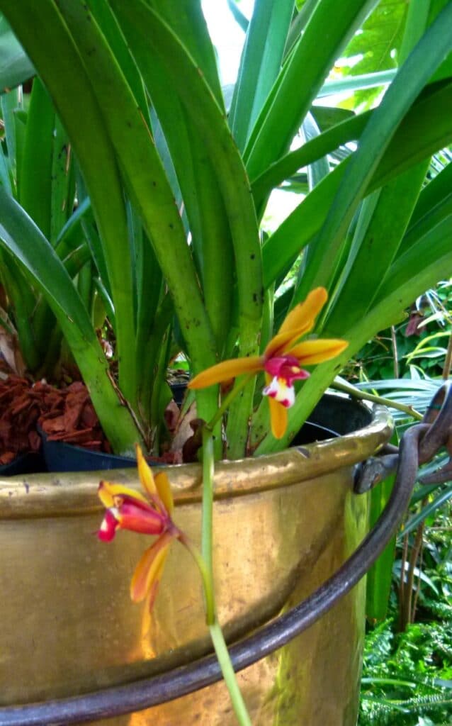 Cymbidium finlaysonianum