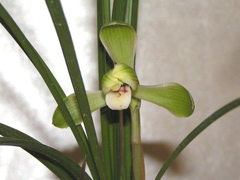 Cymbidium goeringii