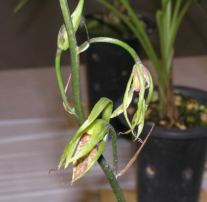 Cymbidium kanran