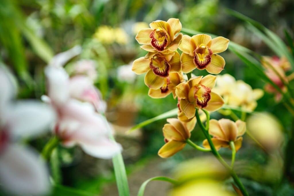 vigorous easy orchid standard Cym Cymbidium__LITTLE MINT__light green blooms 