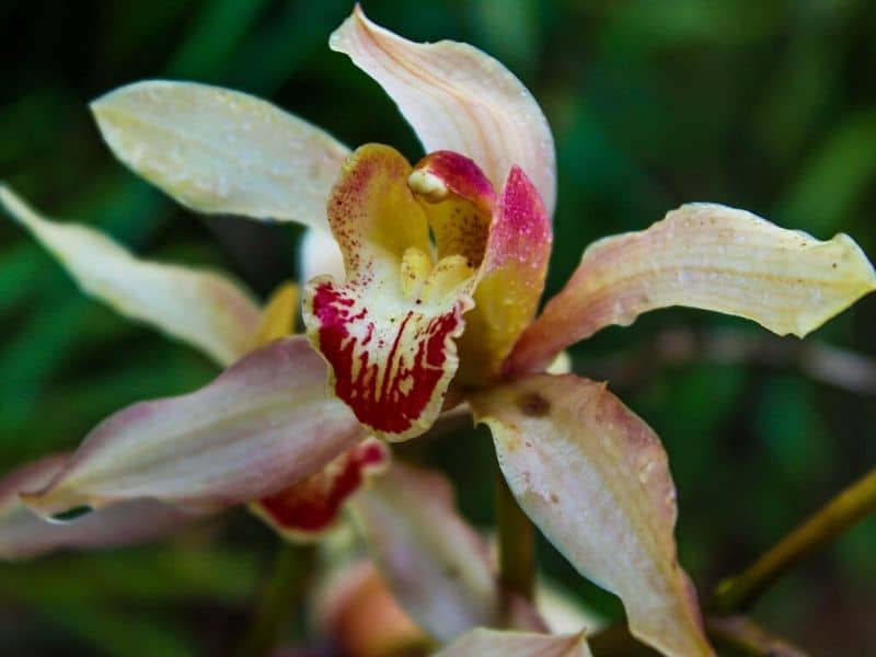 cymbidium orchid with purplish red center