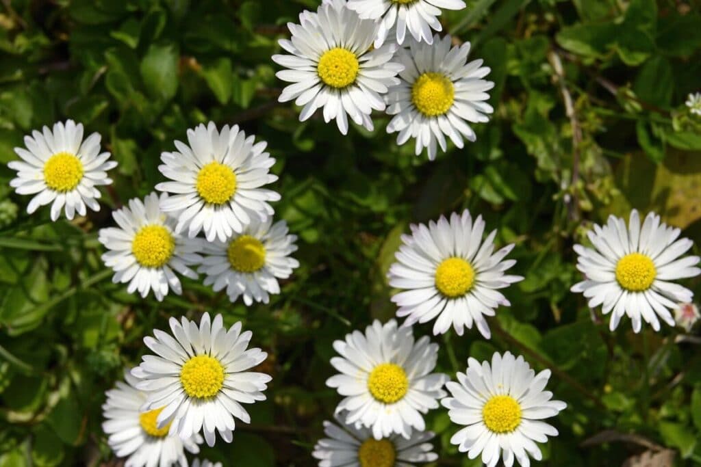 daisy flower meaning