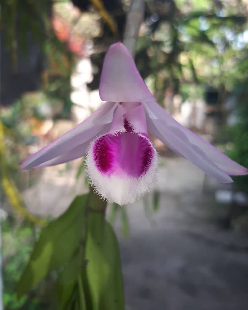 dendrobium anosmum