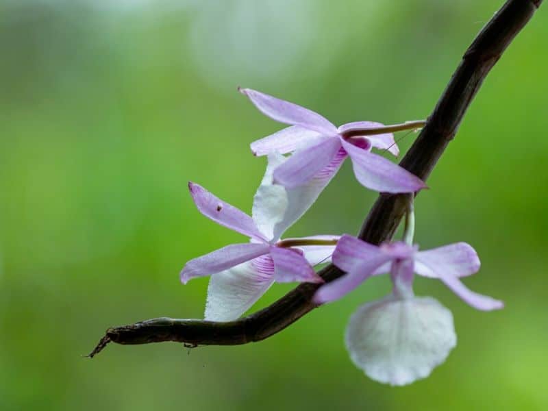 dendrobium cretaceum