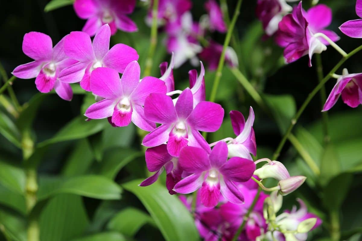 Orchid Dendrobium Species