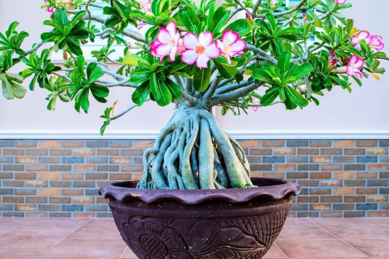 Desert Rose Adenium Obesum Bonsai How To Plant Grow And Care Florgeous
