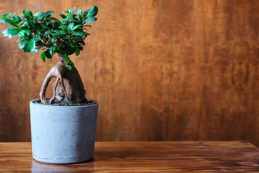 ficus microcarpa ginseng