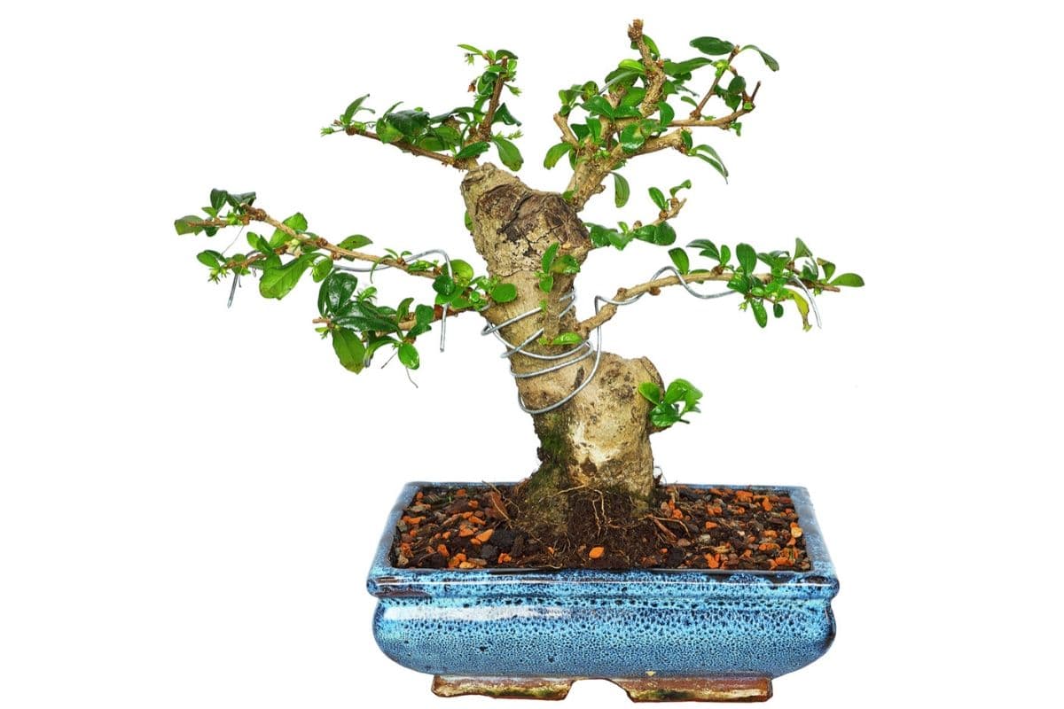 Bonsai Tree S Trunk Supplied with Ceramic drip Tray Grey Pot Fukien Tea Tree Only Carmona 
