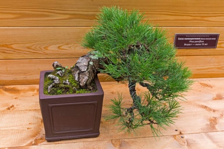 Japanese Black Pine Bonsai Tree A Beginners Guide Florgeous