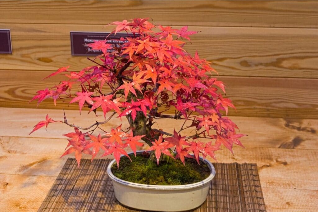 red maple bonsai