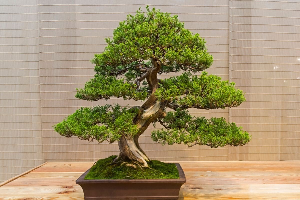 Juniper Bonsai Tree Growth Rate