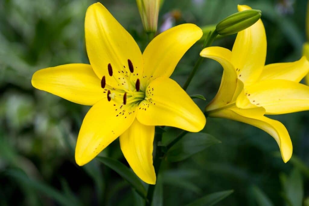 Are Lilies A Sign Of Death