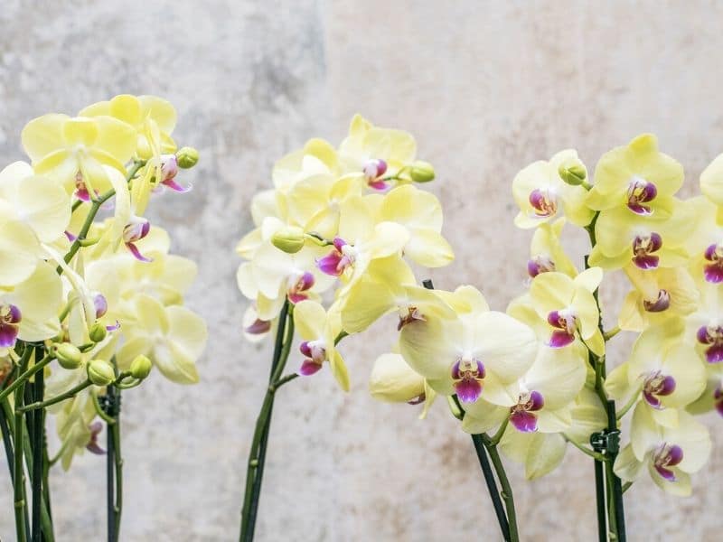 off white phalaenopsis orchids