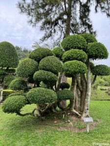 Bonsai Tree Care and Maintenance: A Beginner’s Guide | Florgeous