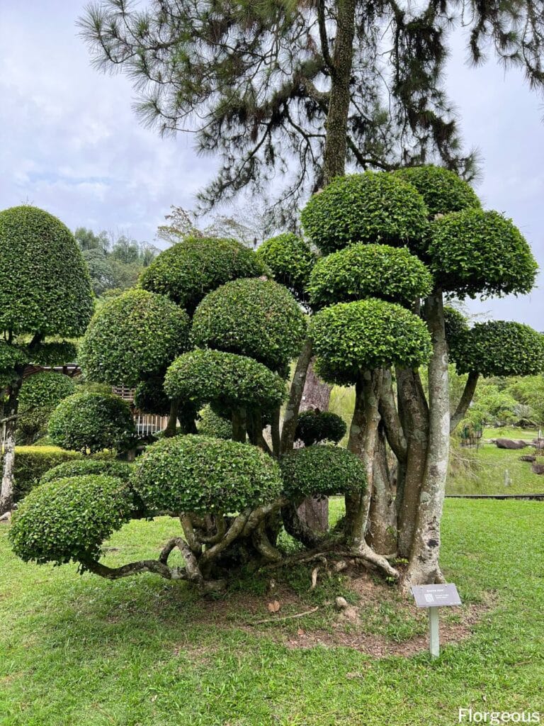 outdoor bonsai trees