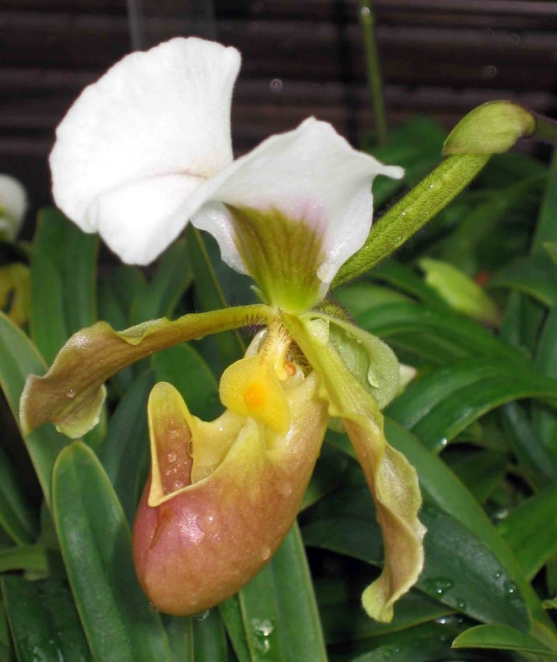 Paphiopedilum barbigerum