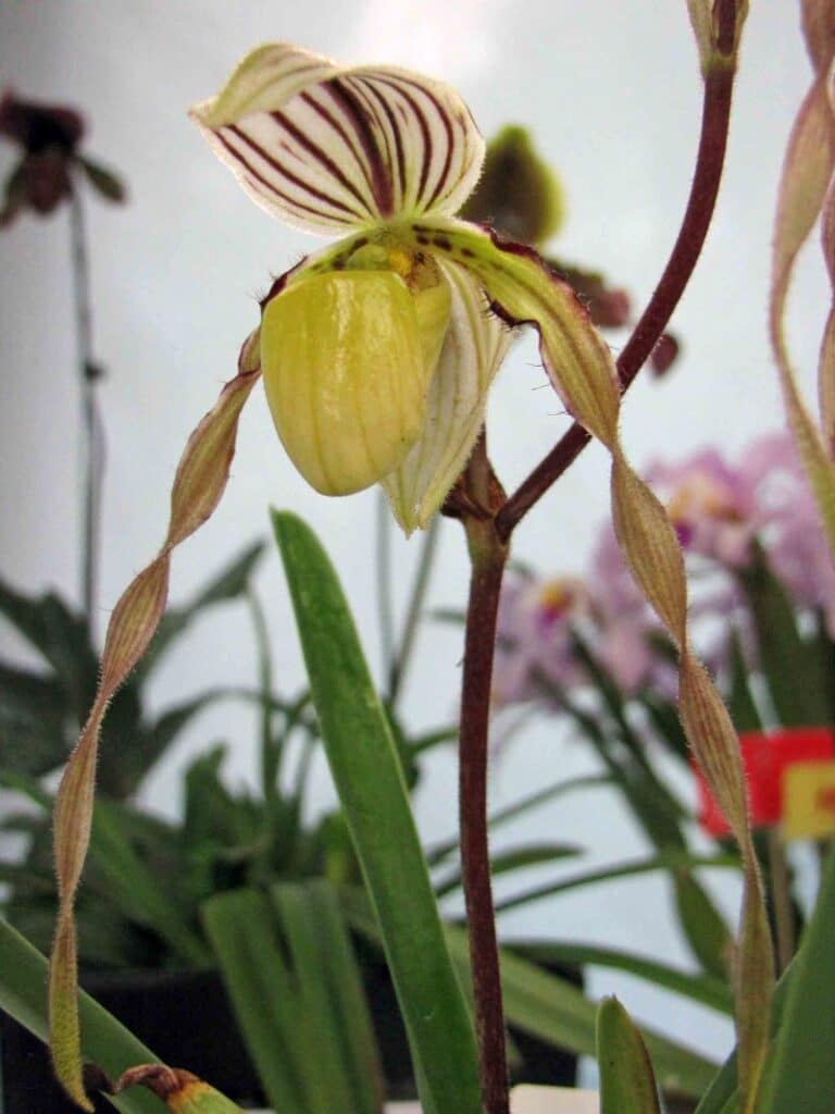 Paphiopedilum philippinense