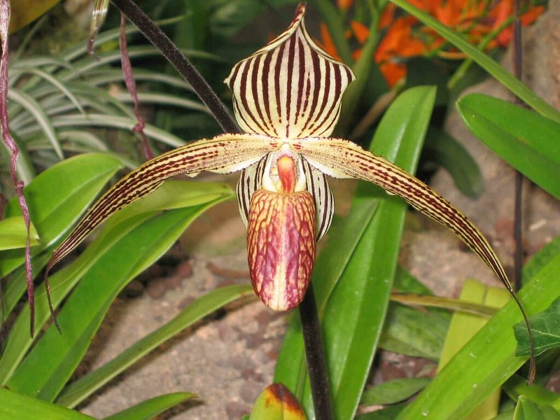 Paphiopedilum rothschildianum