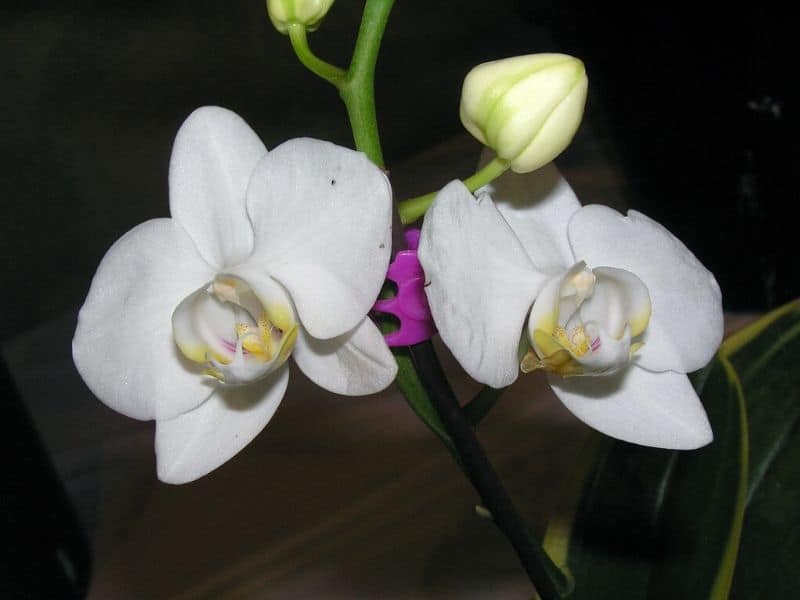 Phalaenopsis amabilis