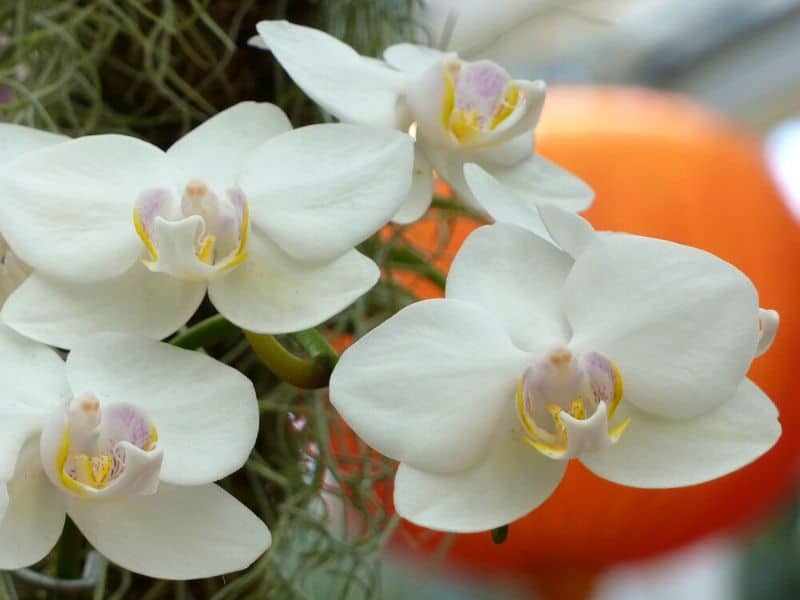 Phalaenopsis aphrodite