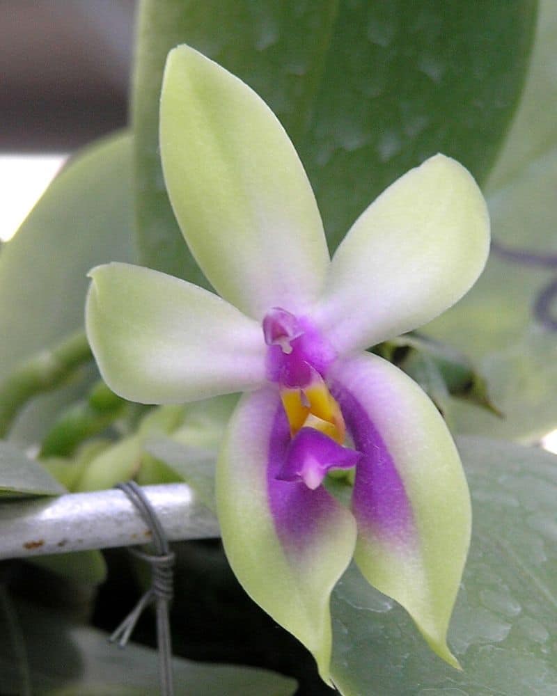 Phalaenopsis bellina