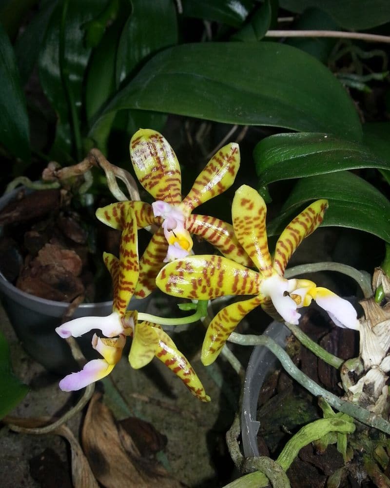 Phalaenopsis fasciata