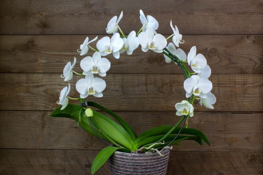 phalaenopsis orchid care
