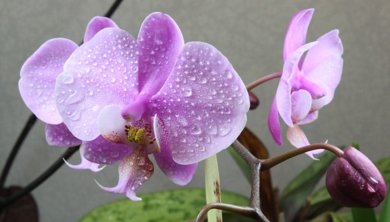 Phalaenopsis schilleriana