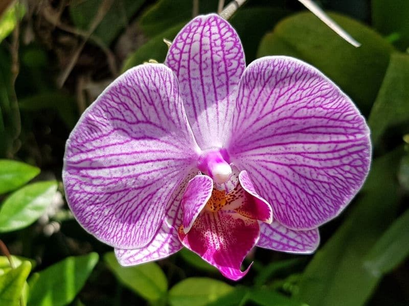 pink speckled phalaenopsis orchids