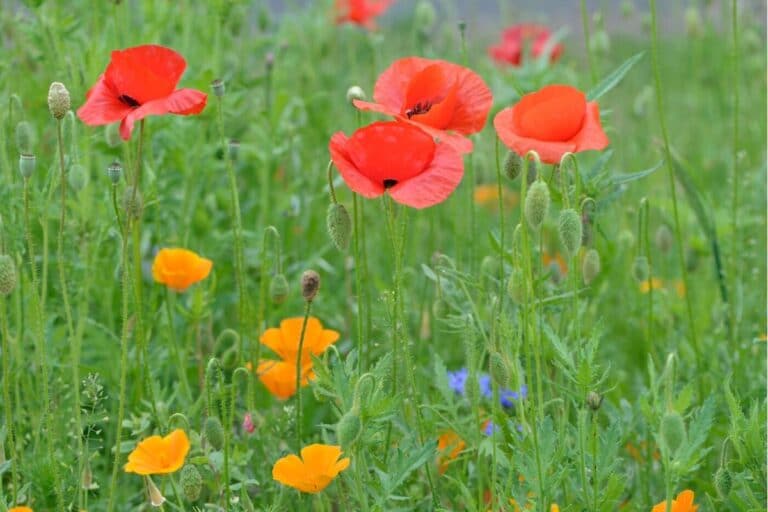 Poppy Flower Meaning and Symbolism of Each Color