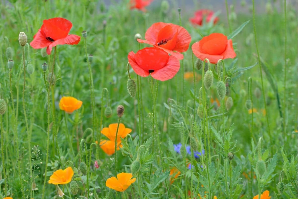Poppy Flower Meaning and Symbolism That Will Inspire You Today | Florgeous