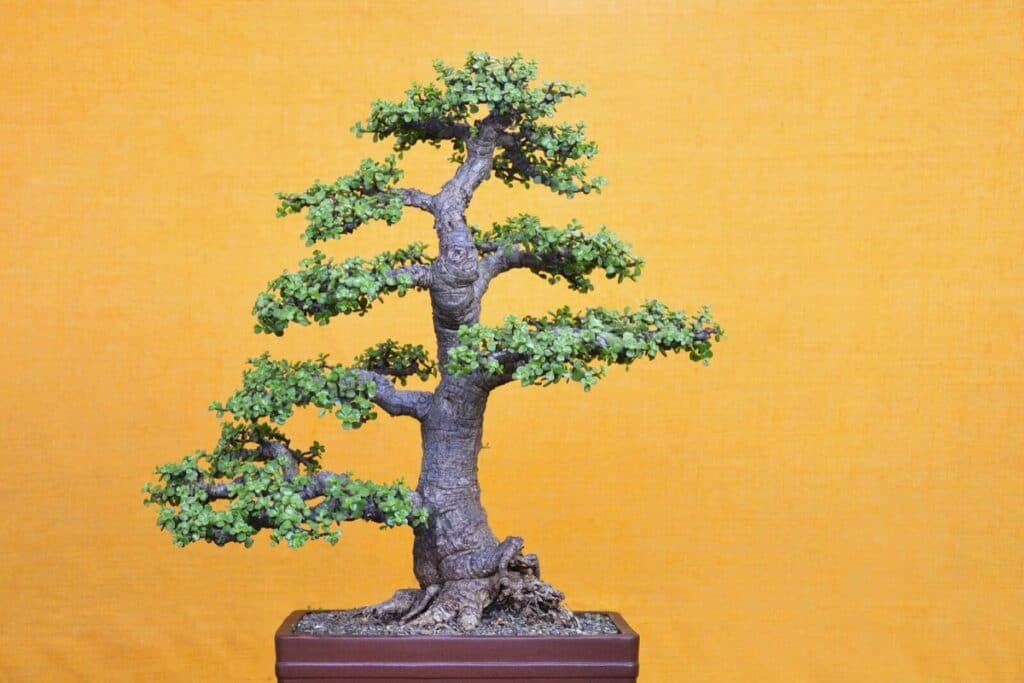 PORTULACARIA AFRA en BONSAÏ 🌱NEJIKAN BONSAI 🌱 