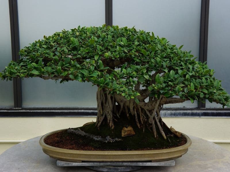 potted bonsai tree