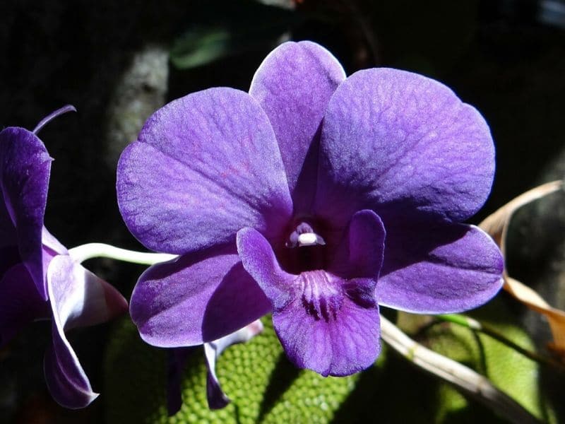 purple dendrobium