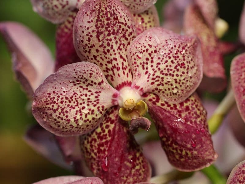purplish red phalaenopsis orchids
