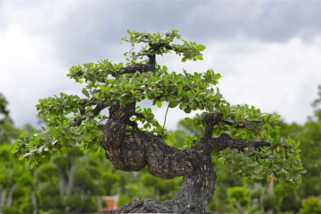 serissa foetida bonsai
