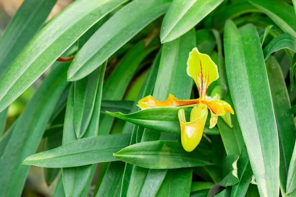 venus slipper orchid