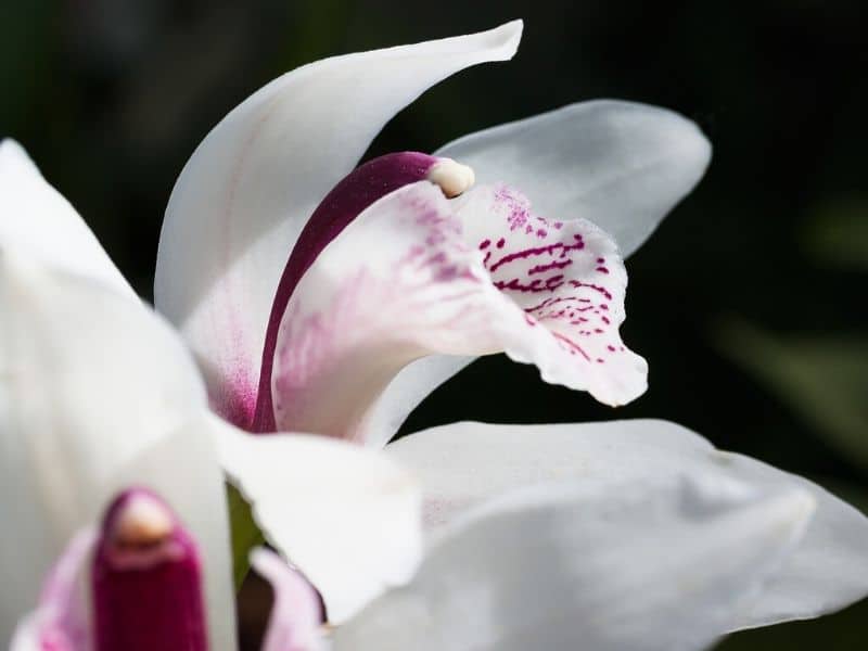 white cymbidium orchid